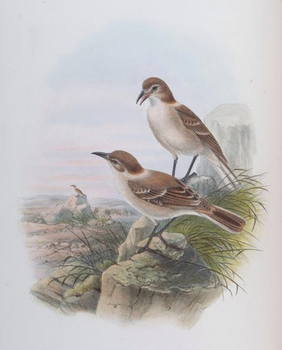 Pseudopodoces humilis (syn. Parus humilis) by John Gould